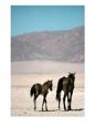 Wild Mare and Colt Walking in Desert