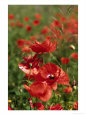 Red poppy field