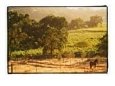 Horse and Cultivated Fields