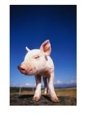Piglet