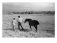 Brothers Walking Horse