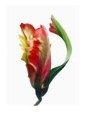 Red and Yellow Tulip