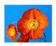 Orange Poppy in May