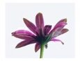 Purple Daisy Flower