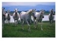 Arabian Horses Walking in Pasture