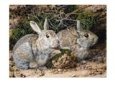 Two Rabbits