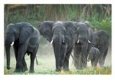 African Elephant Herd