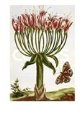 18th Century French Print of La Brunswick and Butterfly