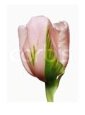 Pink Tulip