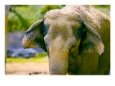 Elephant Animals Elephants