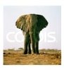 Bull African Elephant at Water Hole
