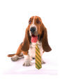 Dog with Dress Tie