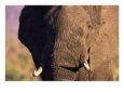 African Elephant, Loxodonta Africana