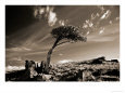 Bristle Cone Pine Tree, Mt Evans, CO