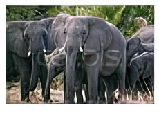 Herd of African Elephants Loxodonta Africana