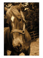 Close-up of horse, Dry Creek Valley, CA