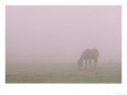 Horses in Fog