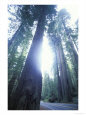 Giant Redwood Trees and Rural Highway