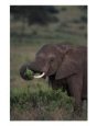 African Elephant, Luxodonta Africana, Tanz