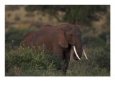African Elephant, Tanzania