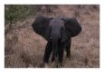 African Elephant Baby, Loxodonta Africana