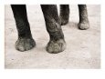 Detail of Elephants Feet