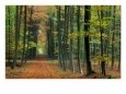 Trail Through the Woods