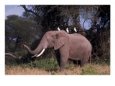 Elephant with Three Egrets on its Back, Transvaal