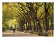 People Walking Through Central Park in Autumn, NYC