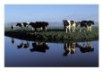 Cows Standing by a River