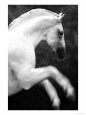 White horse prancing