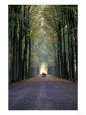 Two People Walking Amongst Tall Trees