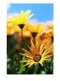 Daisies
