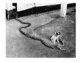 Small Dog on Large Chain