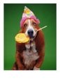 Basset Hound with Party Hat and Lollipop