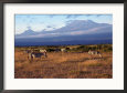 Zebras and Mt Kilimanjaro, Amboseli NP, Kenya