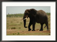African Elephant, Kruger National Park