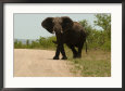 African Elephant, Kruger National Park