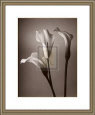 Calla Lily