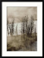 Distant View of a Raven in a Stand of Lodgepole Pine Trees