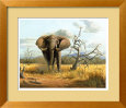 Charging Elephant