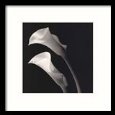 Two Lilies