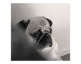Dramatic pug