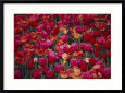 Tulips Bloom in the Hotel Gardens