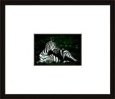 Zebra With Bird