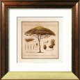 Pins de Mediterranee