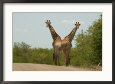 Kruger National Park, South Africa, Giraffe
