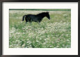 Horse In A Field
