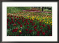 Tulips, Island of Mainau, Germany