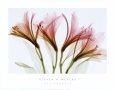 Alstromeria